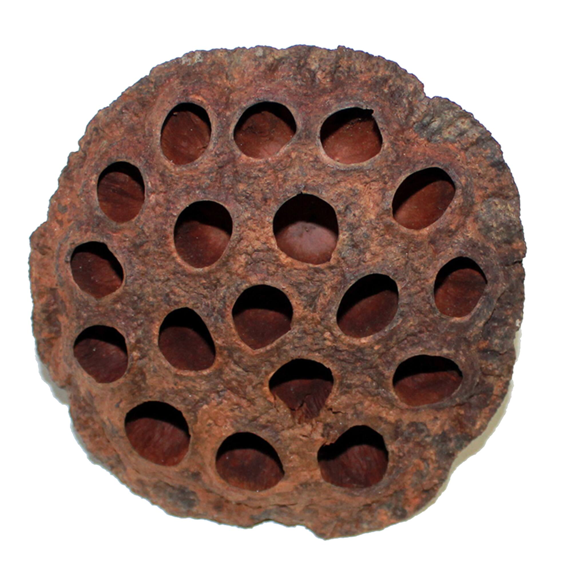 4" Large Natural Botanical Lotus Pods, 12ct.